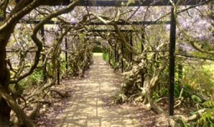 Wisteria arch at Pinces Gardens