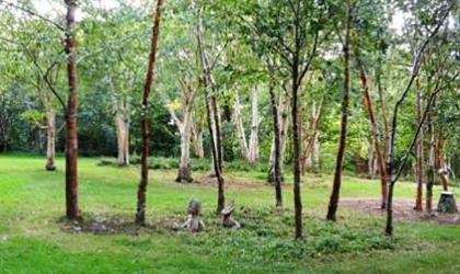 Clump of birches with integrated sculpture